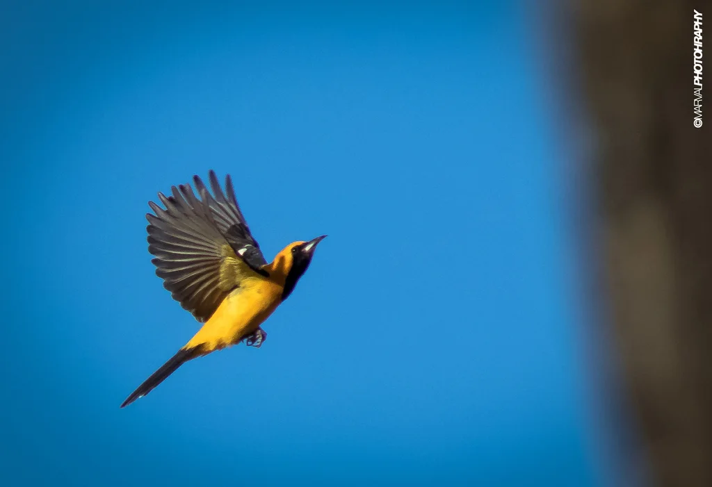 巾冠拟鹂(Icterus cucullatus)
