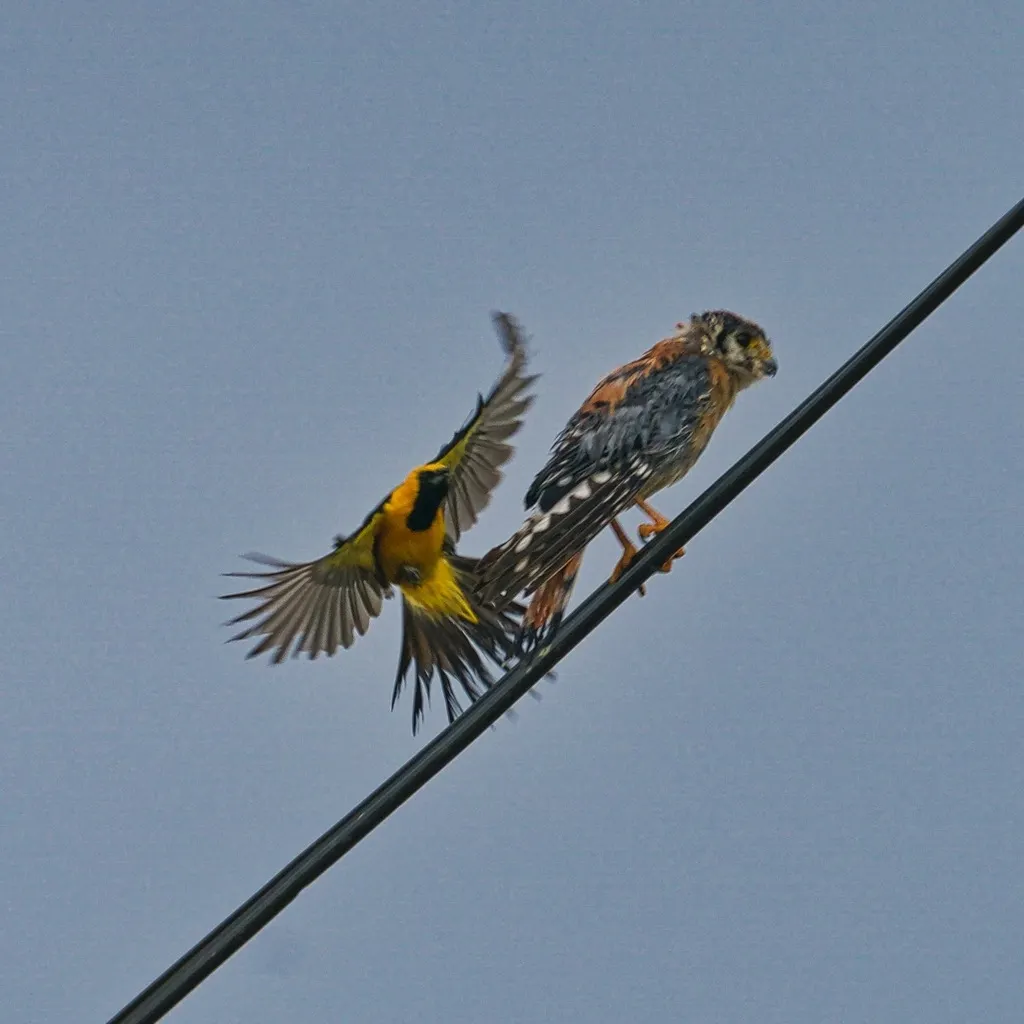 巾冠拟鹂(Icterus cucullatus)