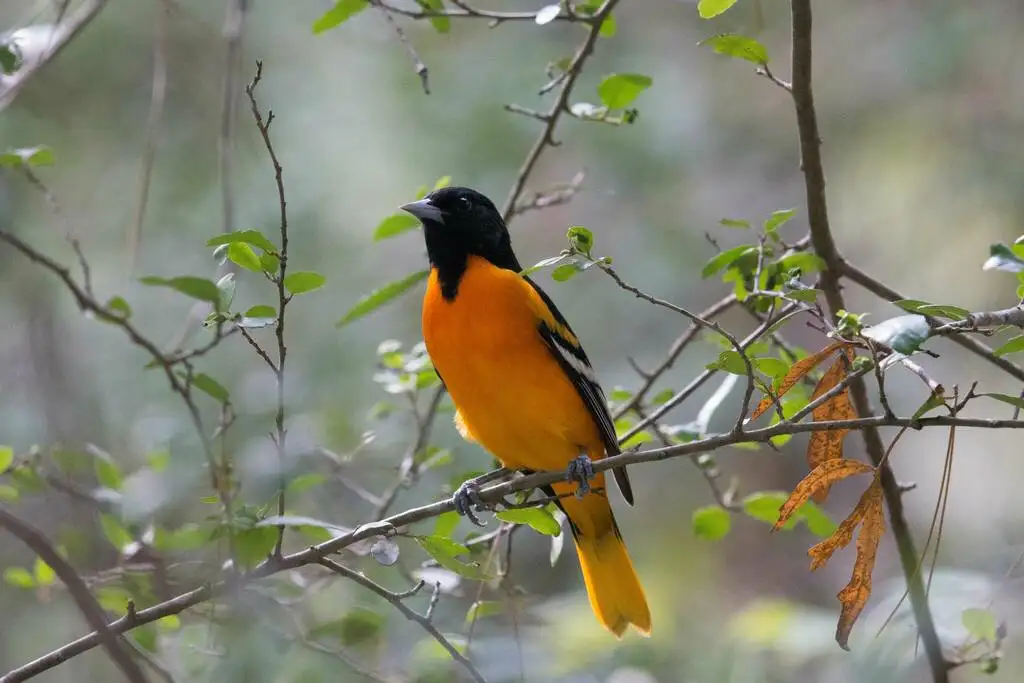 橙腹拟鹂(Icterus galbula)