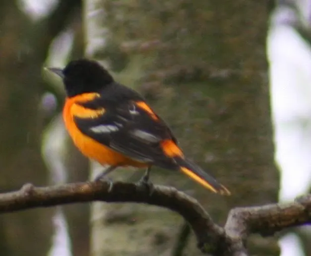 橙腹拟鹂(Icterus galbula)