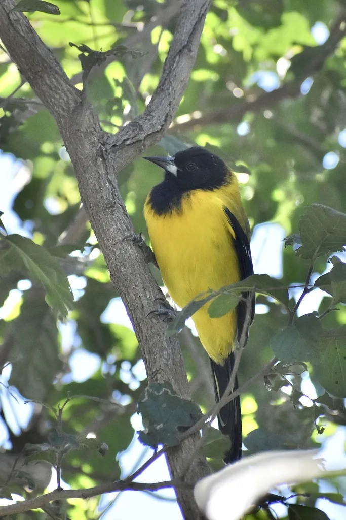 黑头拟鹂(Icterus graduacauda)