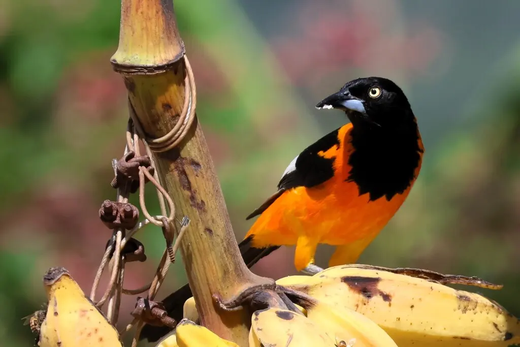 草原拟鹂(Icterus jamacaii)