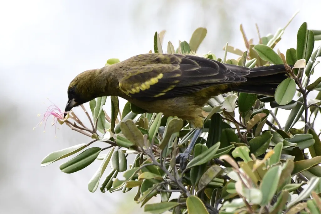 古巴拟鹂(Icterus melanopsis)
