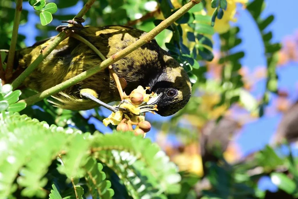 古巴拟鹂(Icterus melanopsis)