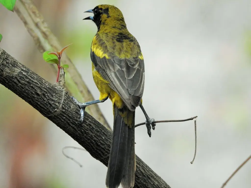古巴拟鹂(Icterus melanopsis)
