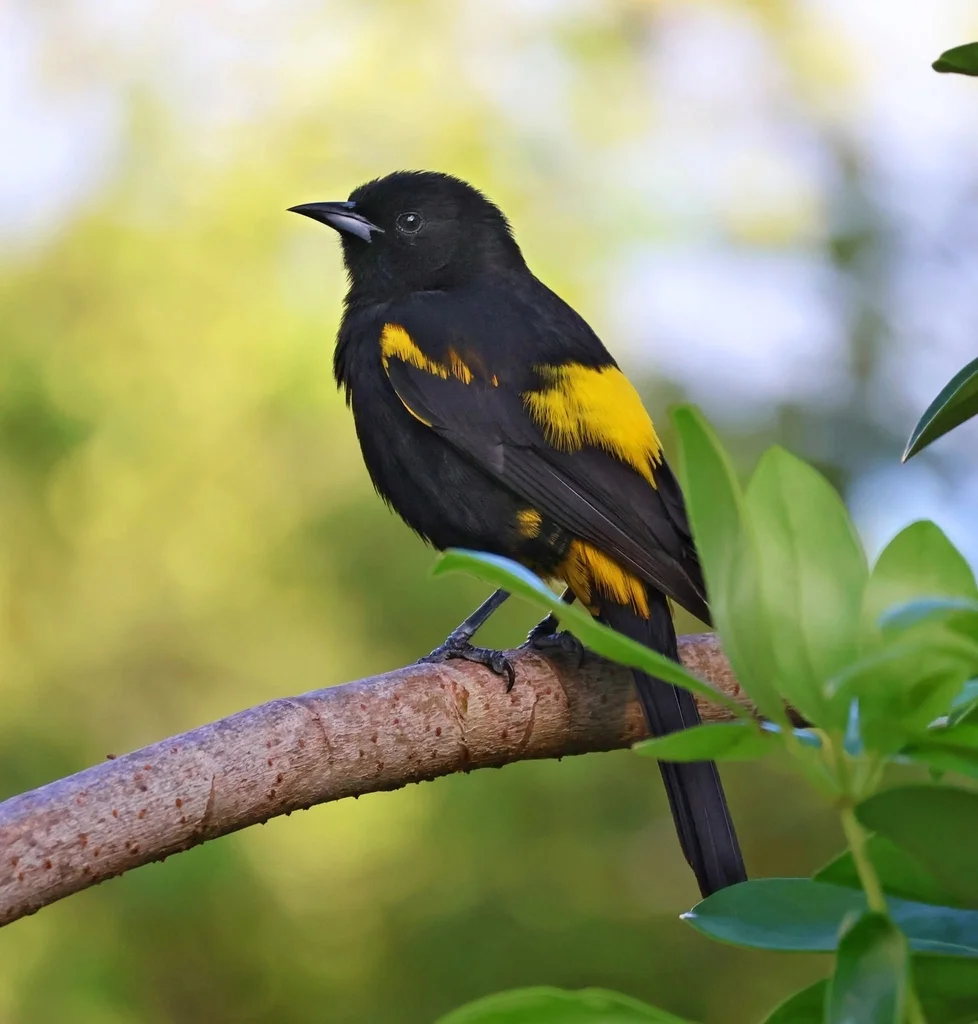 古巴拟鹂(Icterus melanopsis)
