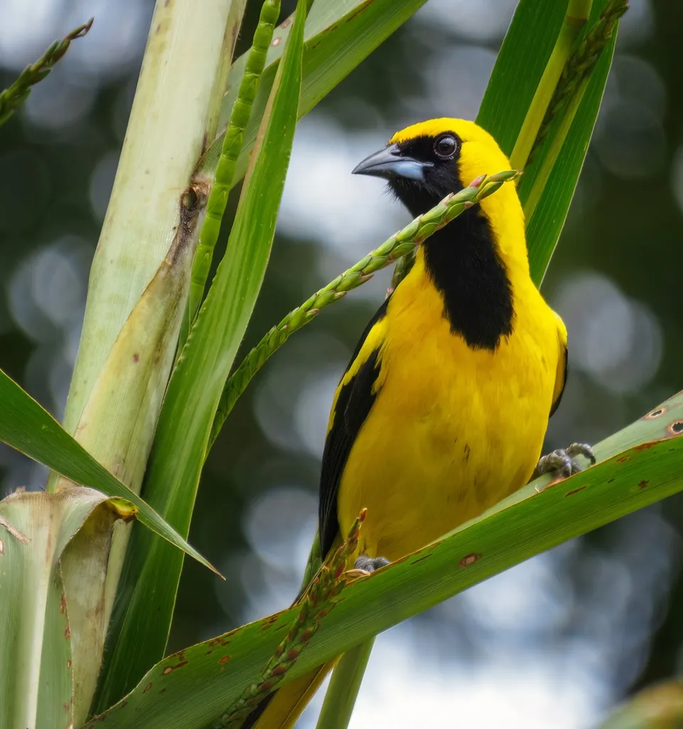 黄尾拟鹂(Icterus mesomelas)