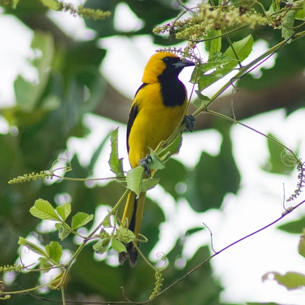 黄尾拟鹂(Icterus mesomelas)