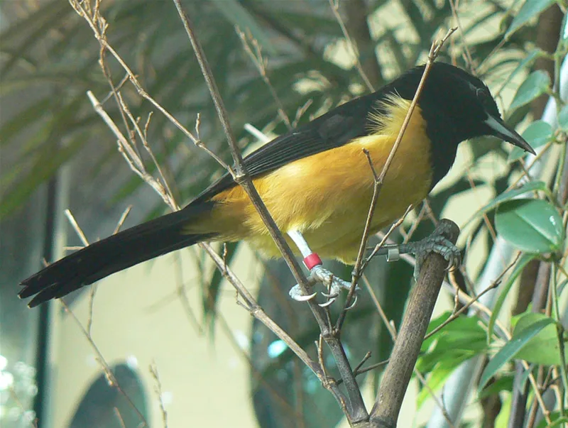 蒙岛拟鹂(Icterus oberi)