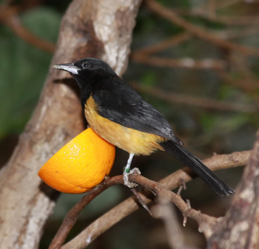 蒙岛拟鹂(Icterus oberi)