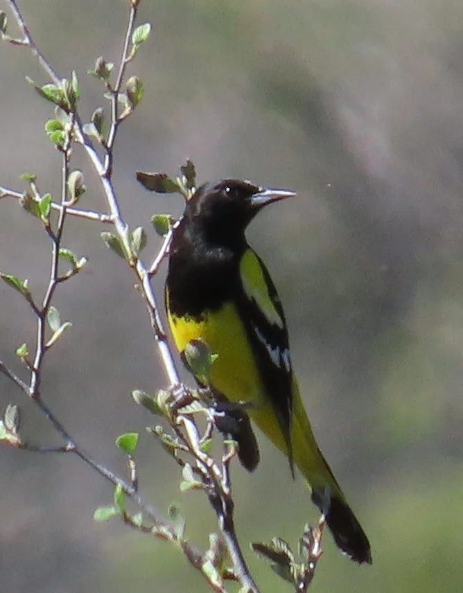 斯氏拟鹂(Icterus parisorum)