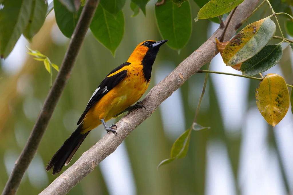 斑胸拟鹂(Icterus pectoralis)