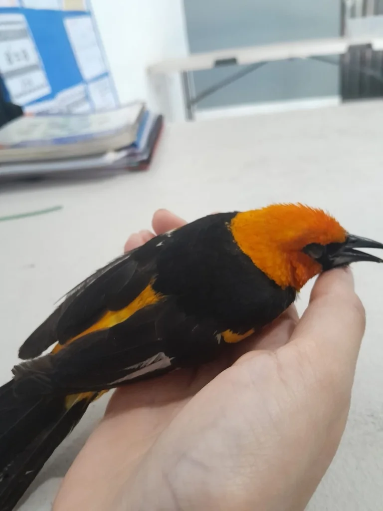 斑胸拟鹂(Icterus pectoralis)