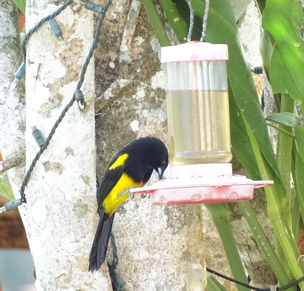 黑顶拟鹂(Icterus prosthemelas)
