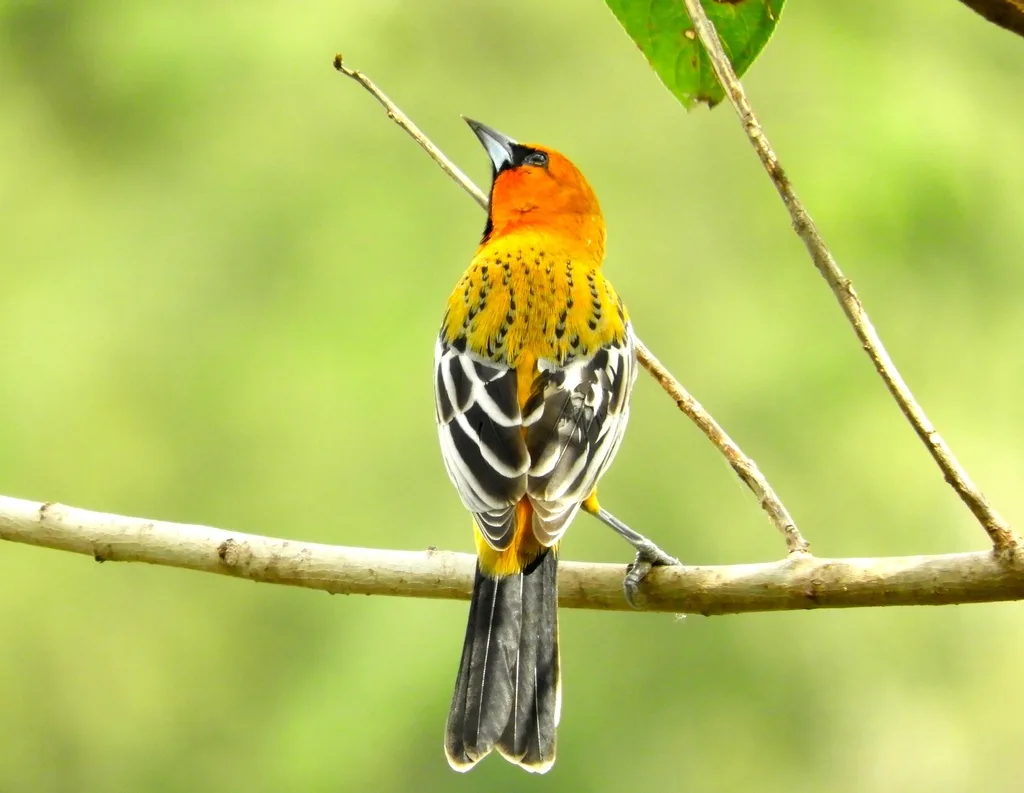 红头拟鹂(Icterus pustulatus)