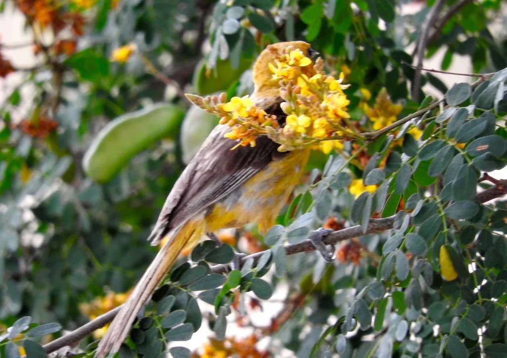 红头拟鹂(Icterus pustulatus)
