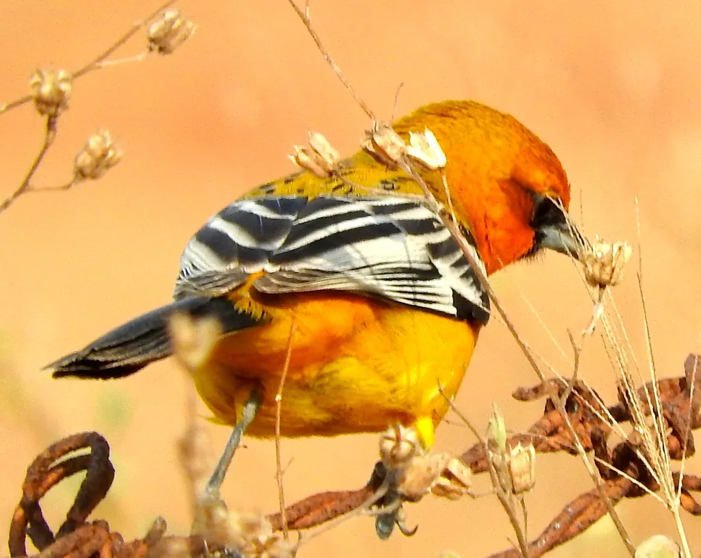 红头拟鹂(Icterus pustulatus)