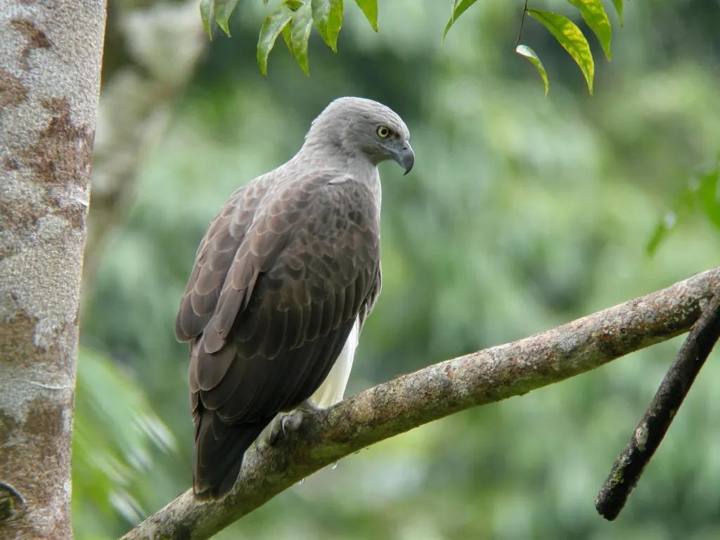渔雕(Icthyophaga humilis)