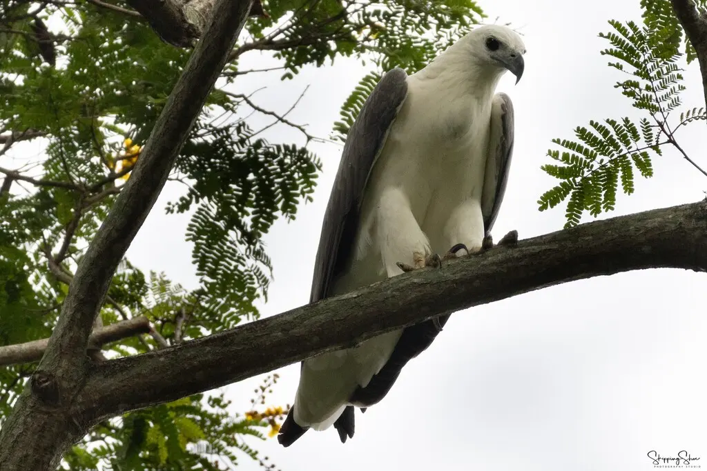 白腹海雕(Icthyophaga leucogaster)