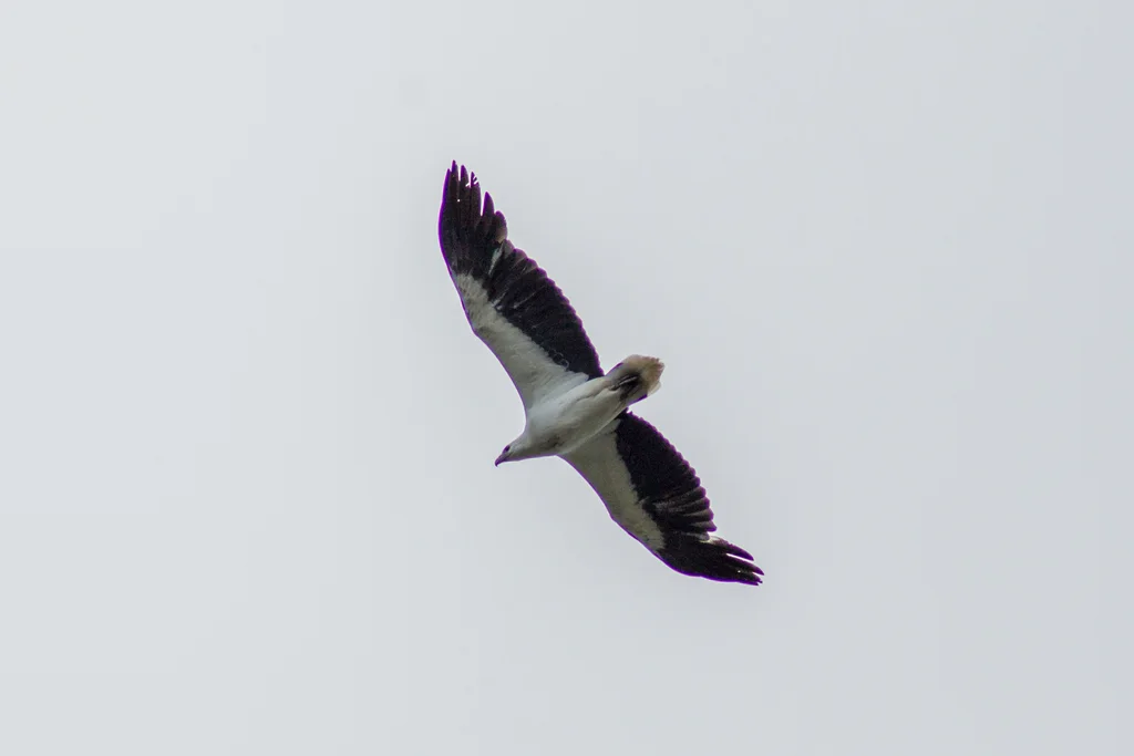 白腹海雕(Icthyophaga leucogaster)
