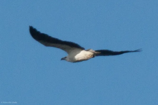 白腹海雕(Icthyophaga leucogaster)