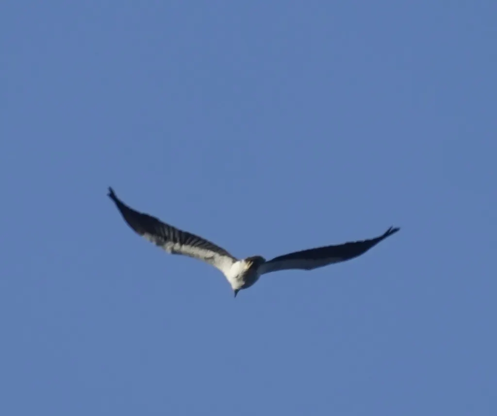 白腹海雕(Icthyophaga leucogaster)