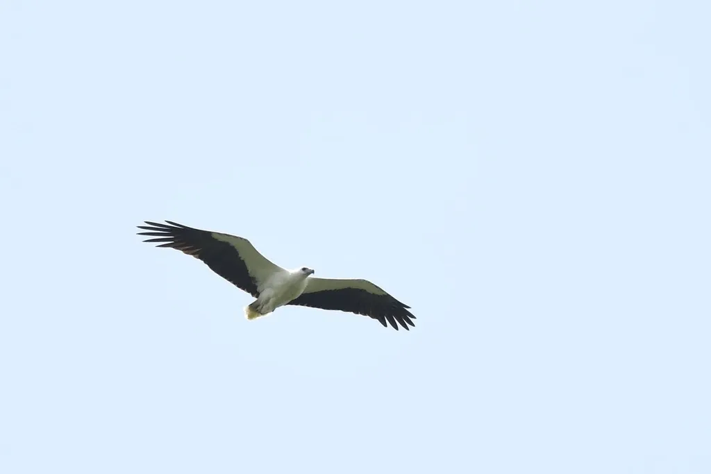白腹海雕(Icthyophaga leucogaster)