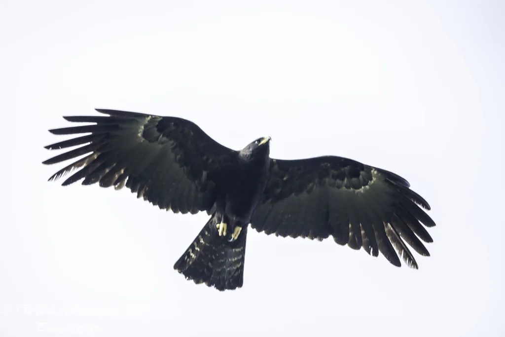 林雕(Ictinaetus malaiensis)