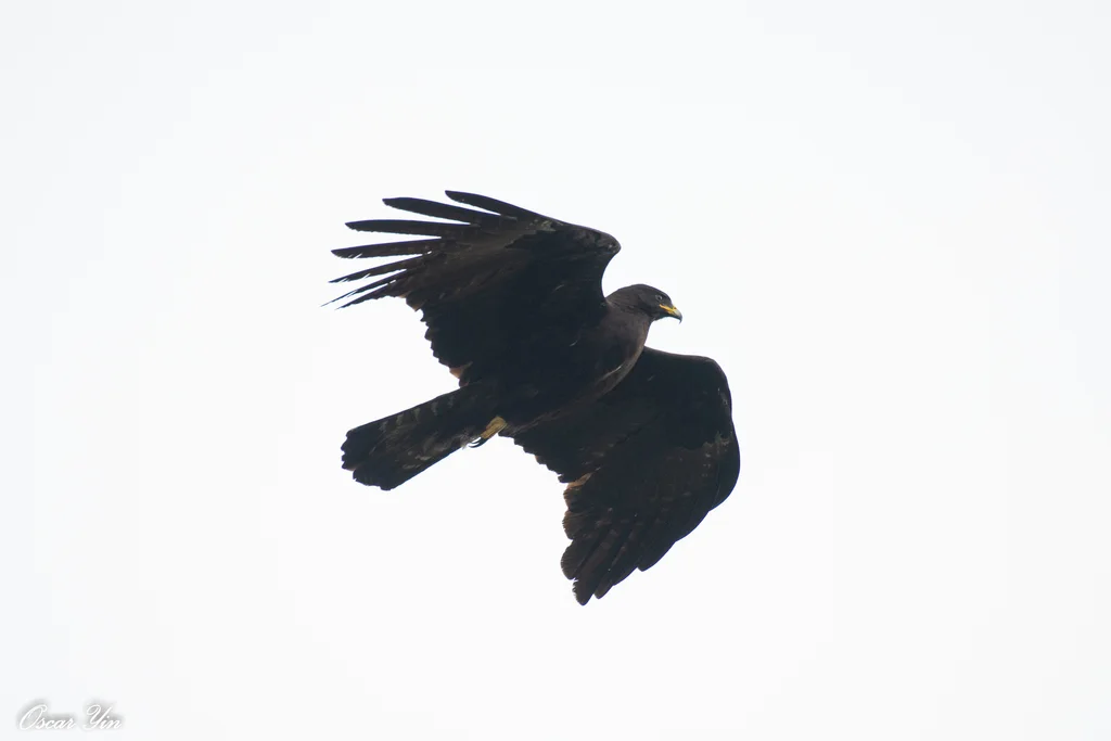 林雕(Ictinaetus malaiensis)