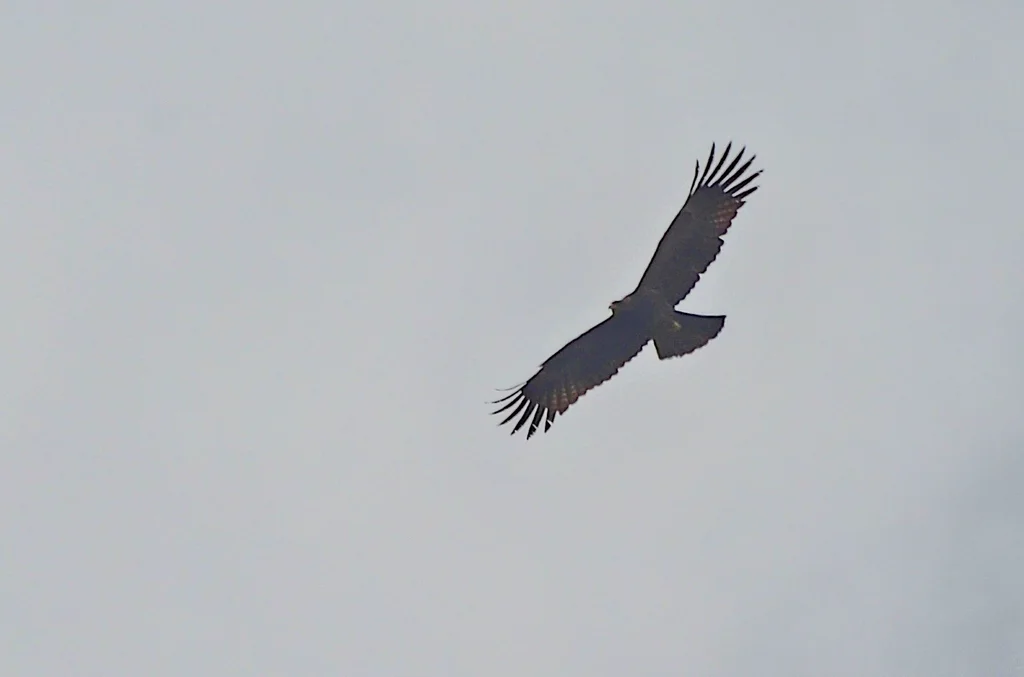 林雕(Ictinaetus malaiensis)