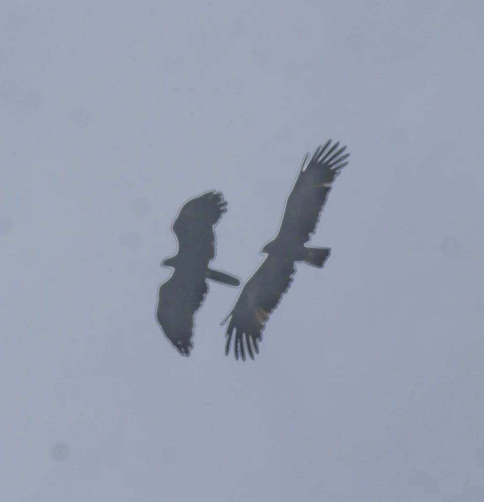 林雕(Ictinaetus malaiensis)