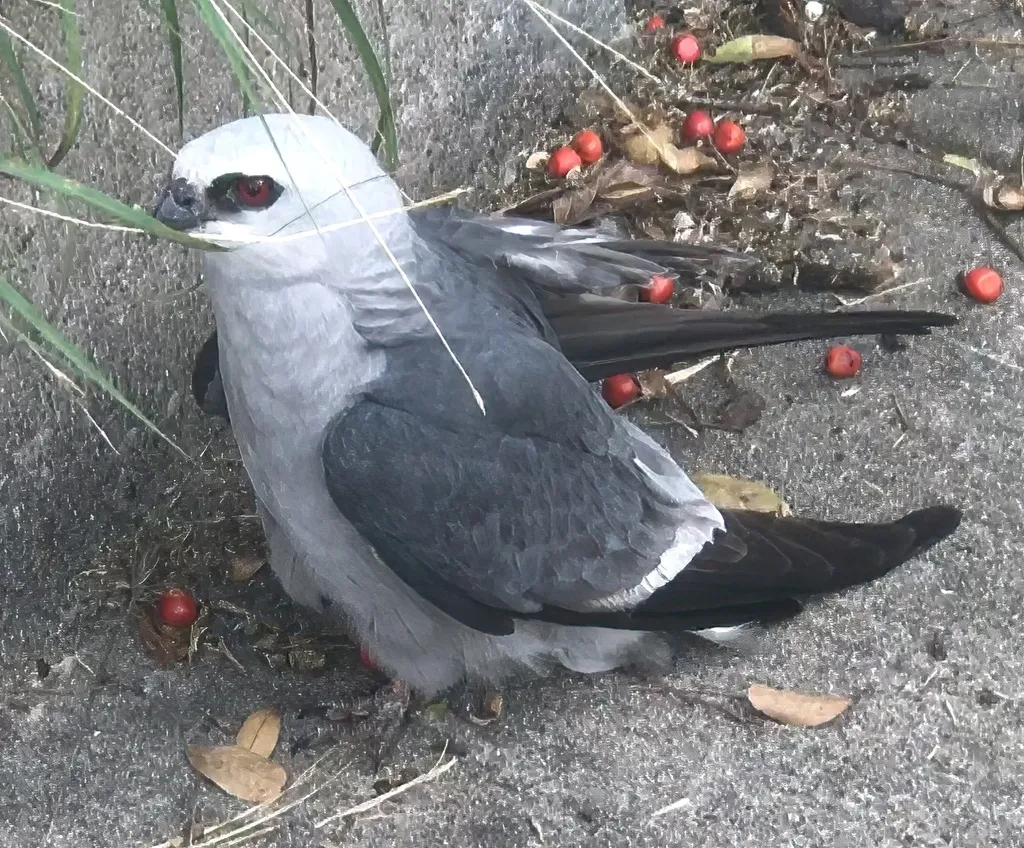 密西西比灰鸢(Ictinia mississippiensis)