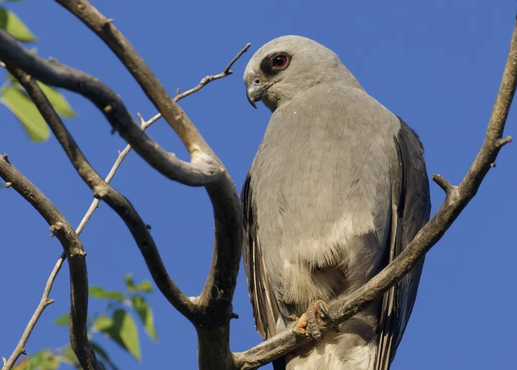 密西西比灰鸢(Ictinia mississippiensis)