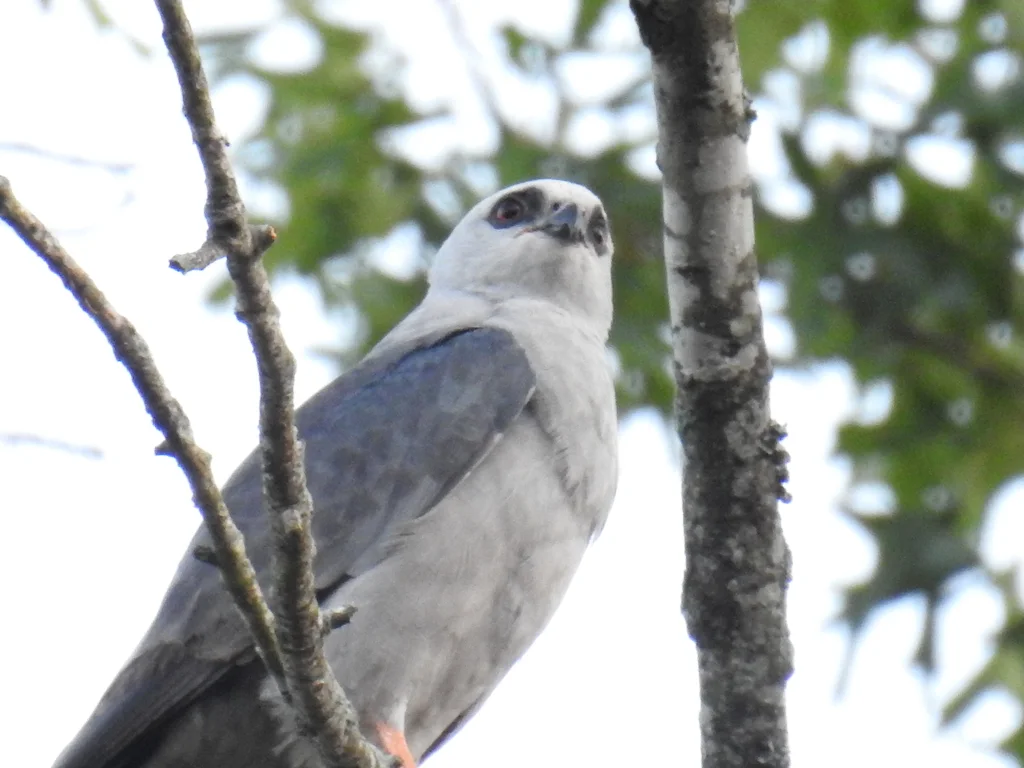 密西西比灰鸢(Ictinia mississippiensis)