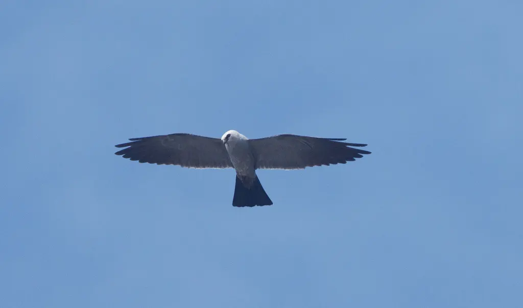 密西西比灰鸢(Ictinia mississippiensis)