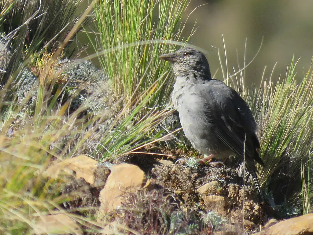 短尾雀鹀(Idiopsar brachyurus)