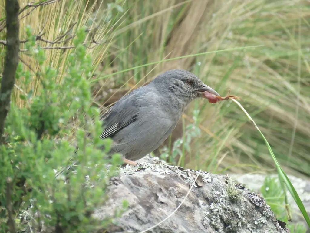 短尾雀鹀(Idiopsar brachyurus)