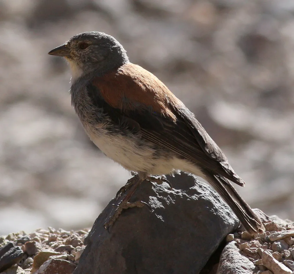 红背岭雀鹀(Idiopsar dorsalis)