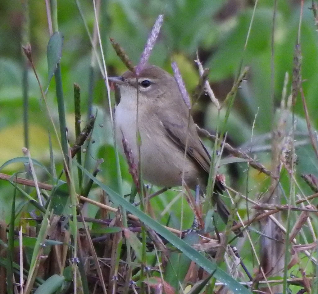 靴篱莺(Iduna caligata)