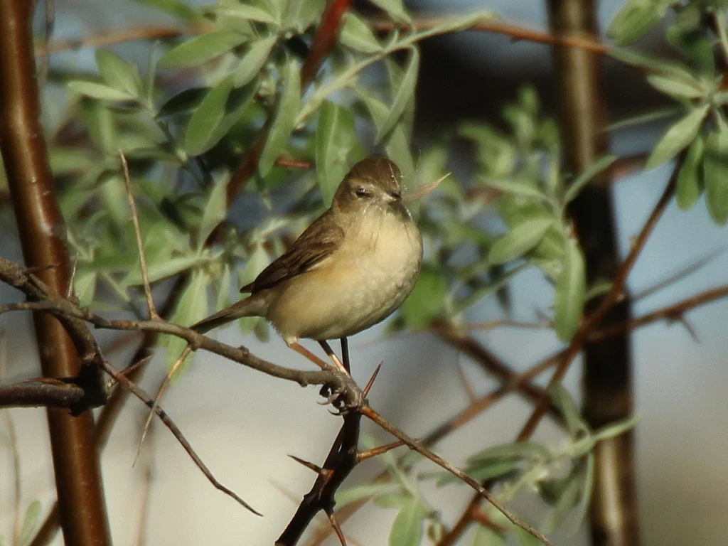 靴篱莺(Iduna caligata)