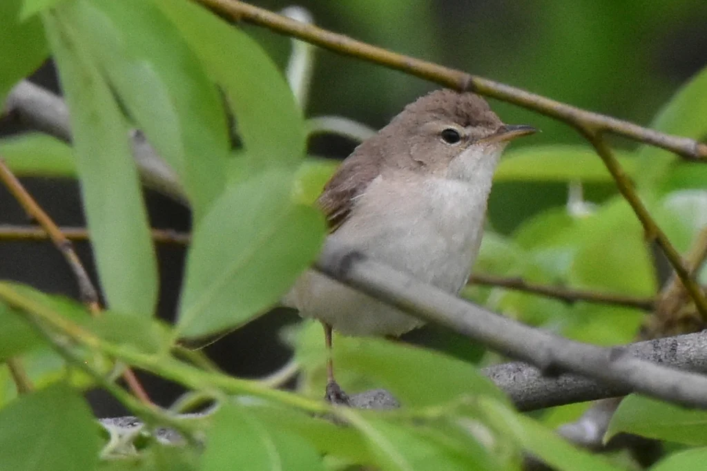 靴篱莺(Iduna caligata)