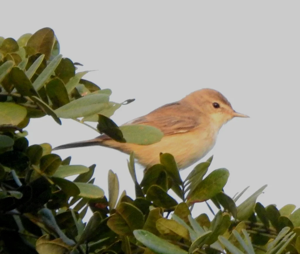 靴篱莺(Iduna caligata)
