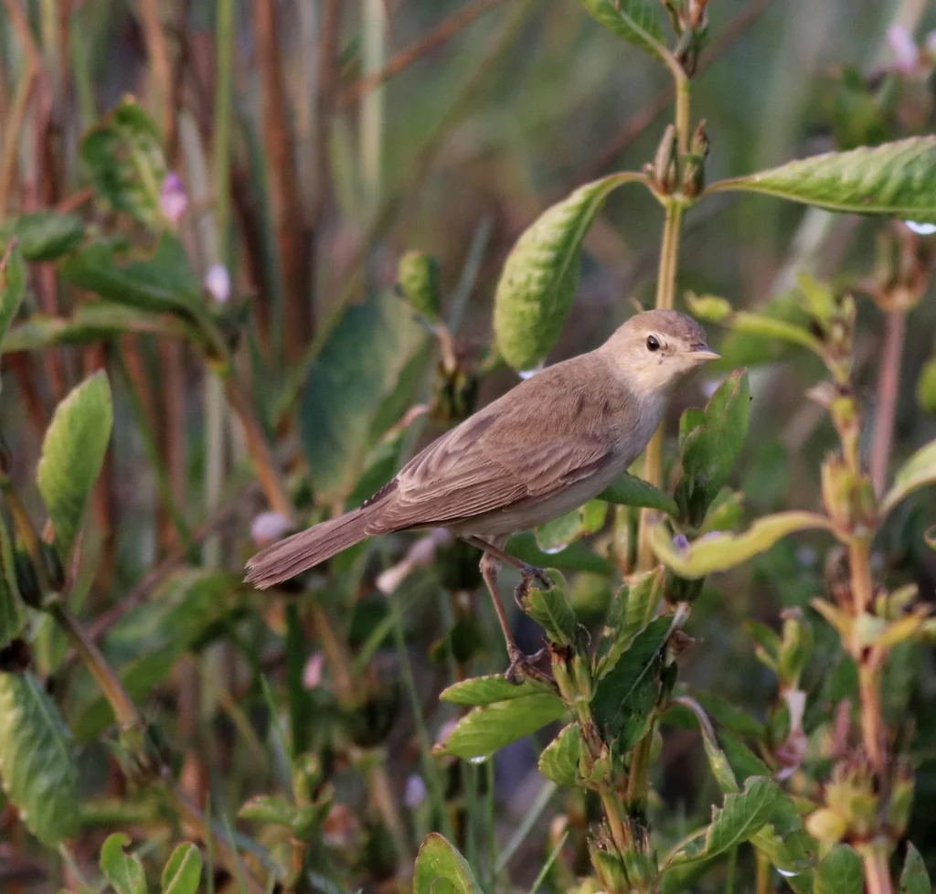 靴篱莺(Iduna caligata)