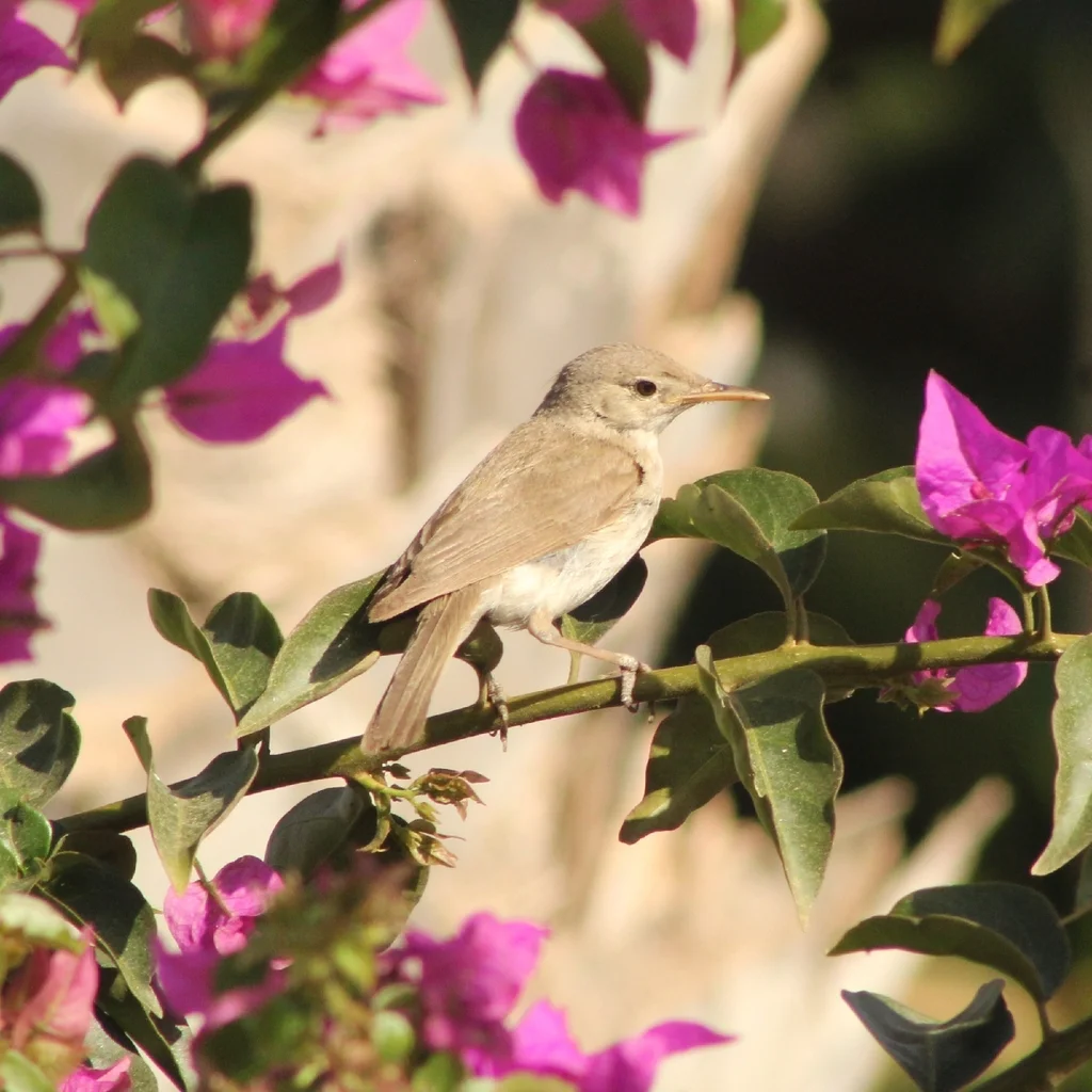 西草绿篱莺(Iduna opaca)
