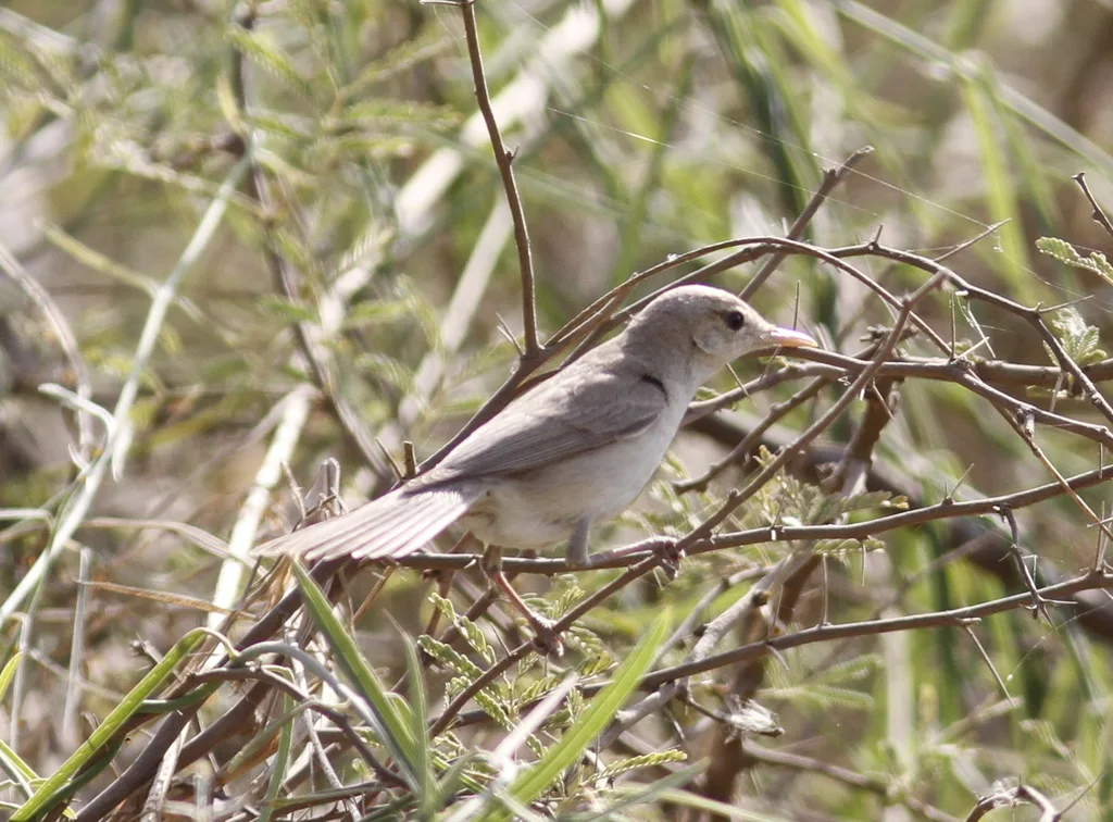 草绿篱莺(Iduna pallida)