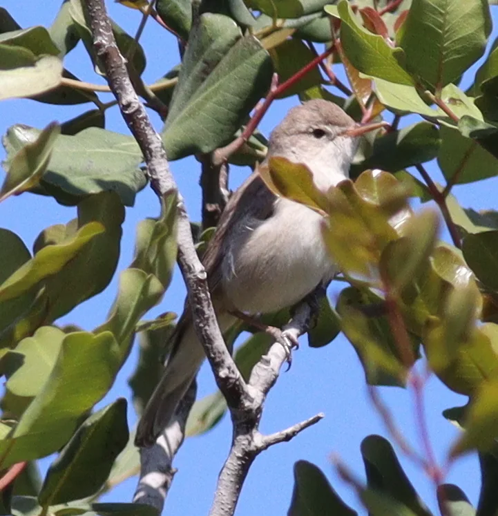 草绿篱莺(Iduna pallida)