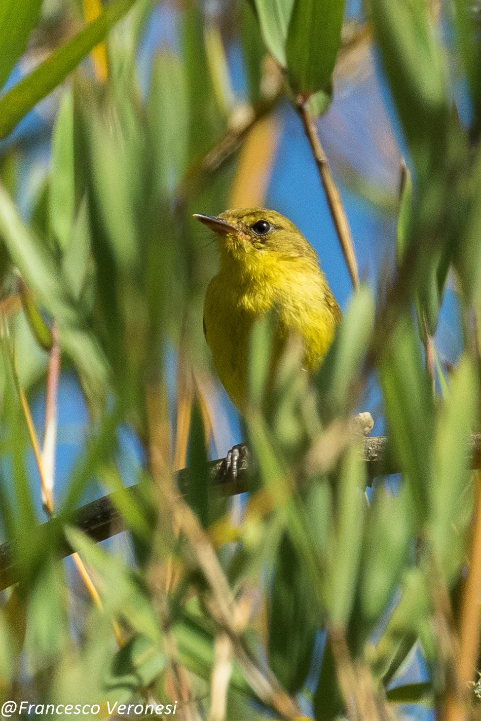 山捕蝇莺(Iduna similis)