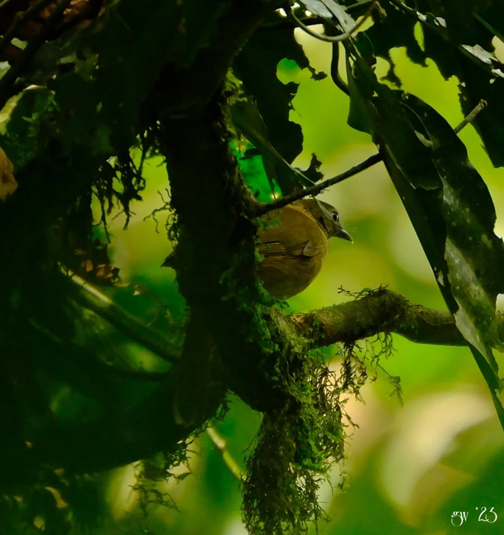 褐非洲雅鹛(Illadopsis fulvescens)