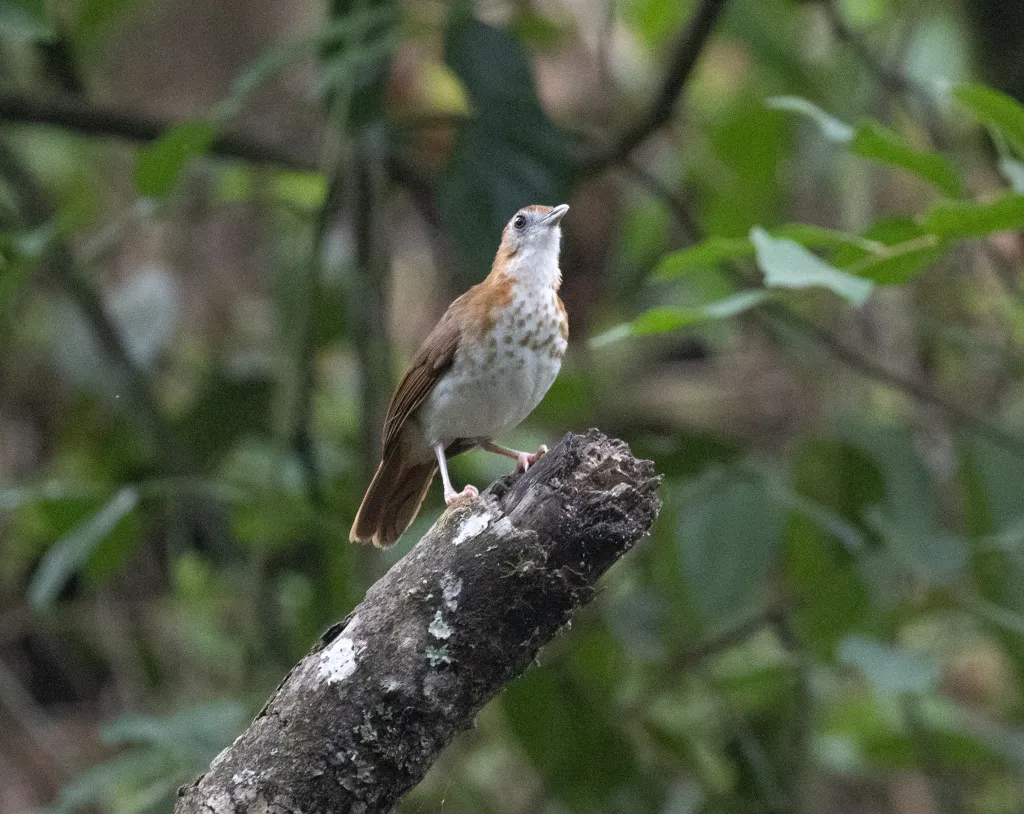 白腹鸫鹛(Illadopsis turdina)