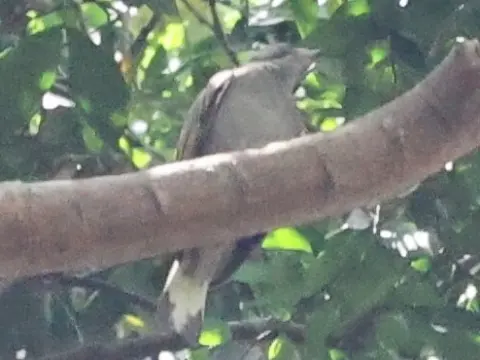 小响蜜䴕